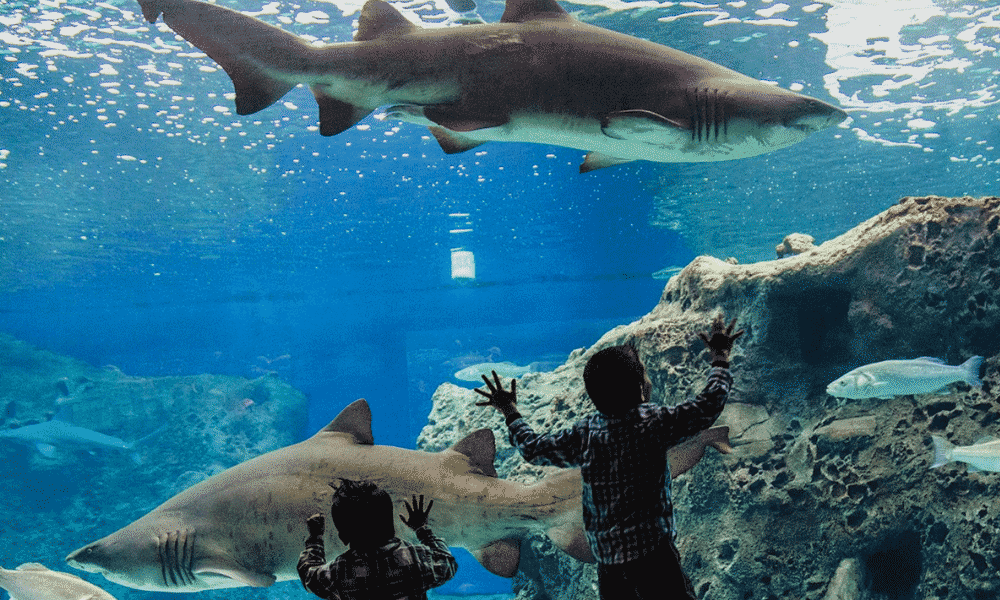 CRETAquarium